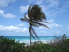 Vent et palmier / Wind and palm tree