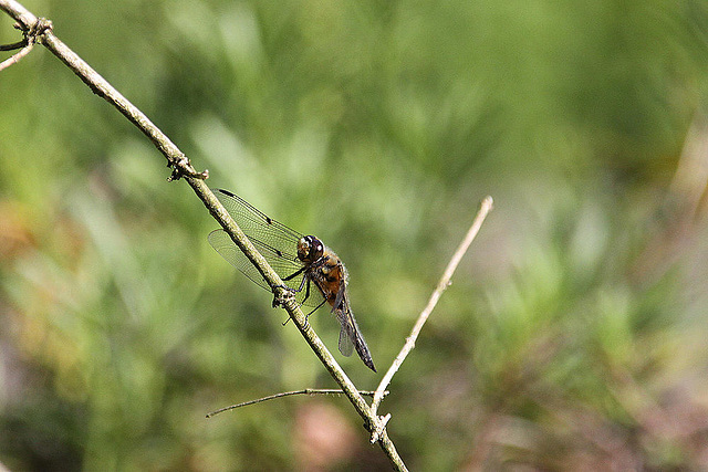 20100616 5897Aw [D~BI] Vierfleck (Libellula quadrimaculata), Botanischer Gaten, Bielefeld