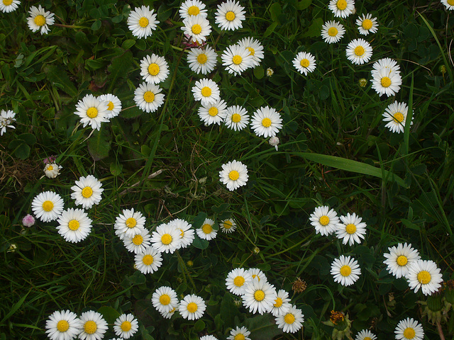 Gänseblümchen-Nest