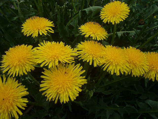 Löwenzahn-Blüten