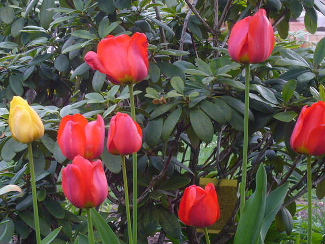 Tulpen