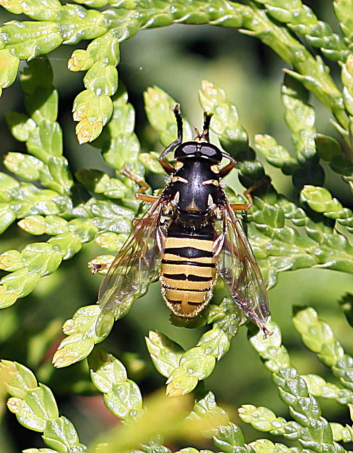 20100604 4947Mw [D~LIP] Schwebfliege Bad Salzuflen