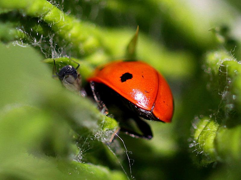 20100604 4964Mw [D~LIP] Siebenpunkt-Marienkäfer (Coccinella septempunctata), Schwarze Bohnenlaus (Aphis fabae), Bad Salzuflen