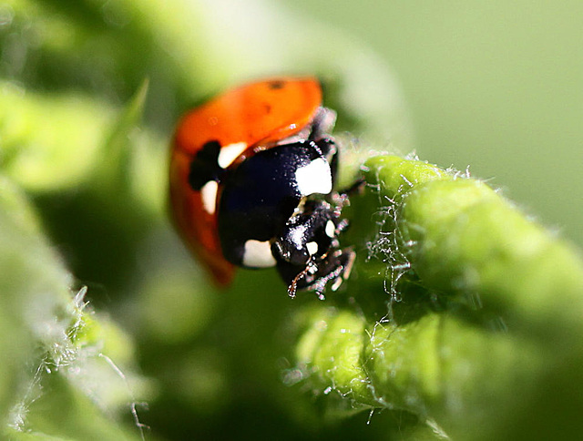 20100604 4966Mw [D~LIP] Siebenpunkt-Marienkäfer, Schwarze Bohnenblattlaus, Bad Salzuflen