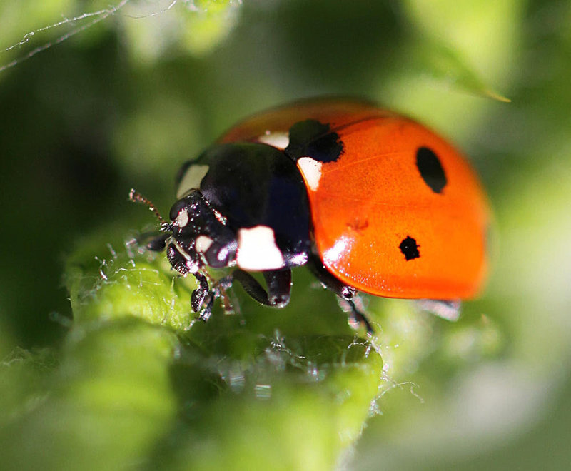 20100604 4967Mw [D~LIP] Siebenpunkt-Marienkäfer (Coccinella septempunctata), Bad Salzuflen
