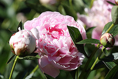 20100616 5848Mw [D~BI] Pfingstrose (Paeonia agg) [Päonien], Botanischer Garten, Bielefeld