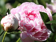 20100616 5849Mw [D~BI] Pfingstrose (Paeonia agg) [Päonien], Botanischer Garten, Bielefeld