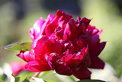 20100616 5851Mw [D~BI] Pfingstrose (Paeonia agg) [Päonien], Botanischer Garten, Bielefeld