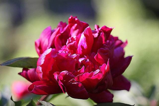 20100616 5852Mw [D~BI] Pfingstrose (Paeonia agg) [Päonien], Botanischer Garten, Bielefeld