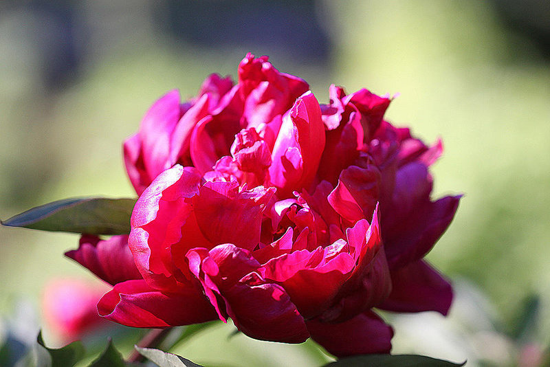20100616 5853Mw [D~BI] Pfingstrose (Paeonia agg) [Päonien], Botanischer Garten, Bielefeld
