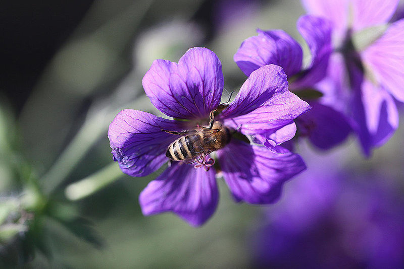 20100616 5855Mw [D~BI] Blume, Honigbiene, Botanischer Garten, Bielefeld