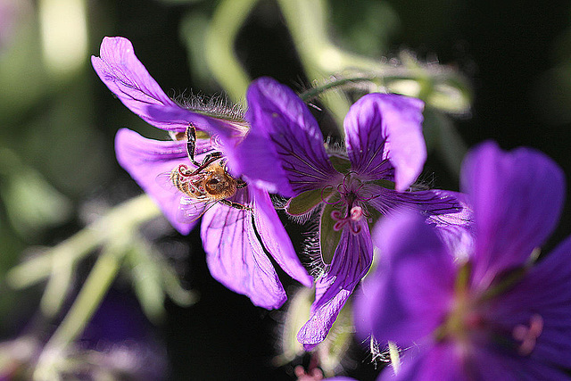 20100616 5858Mw [D~BI] Blume, Honigbiene, Botanischer Garten, Bielefeld
