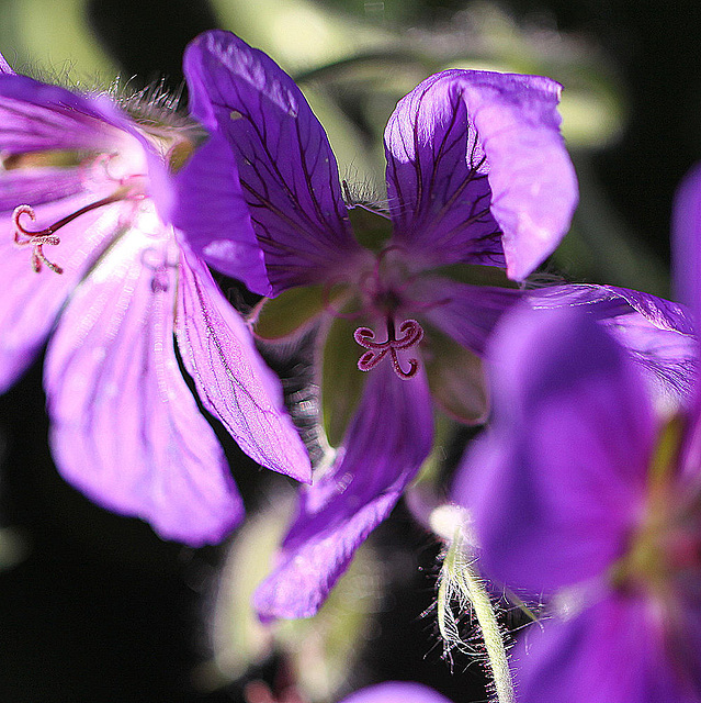 20100616 5860Mw [D~BI] Blume, Botanischer Garten, Bielefeld