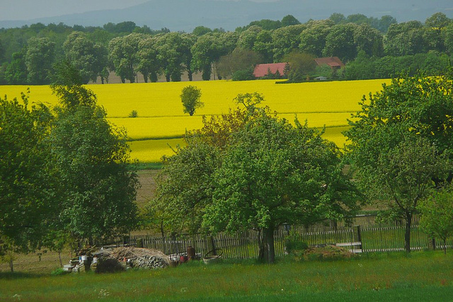 Blühendes Rapsfeld