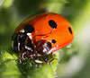 20100604 4986Mw [D~LIP] Siebenpunkt-Marienkäfer, Ameise, Bad Salzuflen