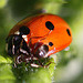 20100604 4986Mw [D~LIP] Siebenpunkt-Marienkäfer, Ameise, Bad Salzuflen