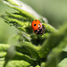 20100604 4987Mw [D~LIP] Siebenpunkt-Marienkäfer, Ameise, Bad Salzuflen