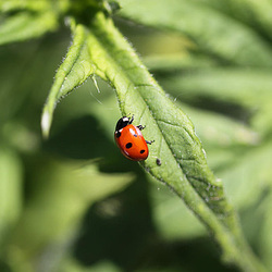 20100604 4995Mw [D~LIP] Siebenpunkt-Marienkäfer (Coccinella septempunctata), Bad Salzuflen