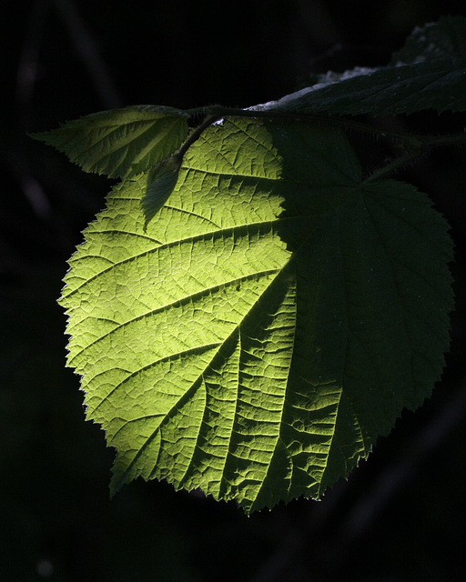 Feuilles