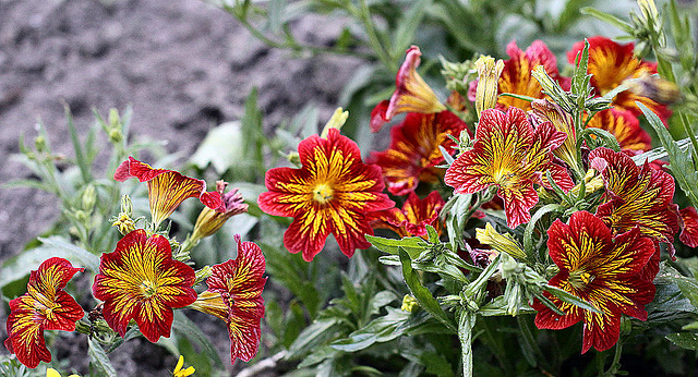 20100610 5059Mw [D~BI] Trompetenzungen (Salpiglossis agg), Botanischer Garten, Bielefeld