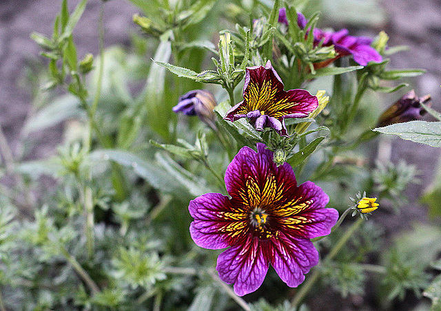 20100616 5660Mw [D~BI] Trompetenzungen (Salpiglossis agg), Botanischer Garten, Bielefeld