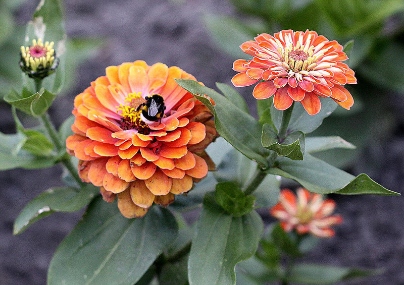 20100616 5662Mw [D~BI] Dalie, Hummel, Botanischer Garten, Bielefeld