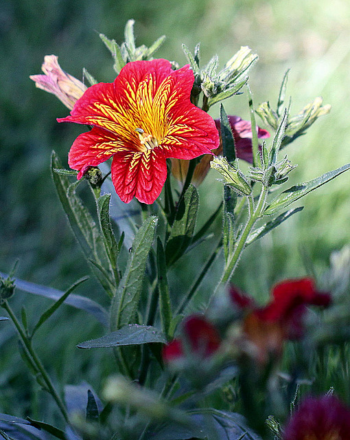 20100616 5663Mw [D~BI] Trompetenzungen (Salpiglossis agg), Botanischer Garten, Bielefeld