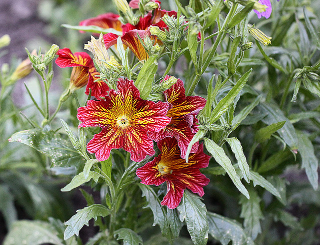 20100616 5664Mw [D~BI] Trompetenzungen (Salpiglossis), Botanischer Garten, Bielefeld