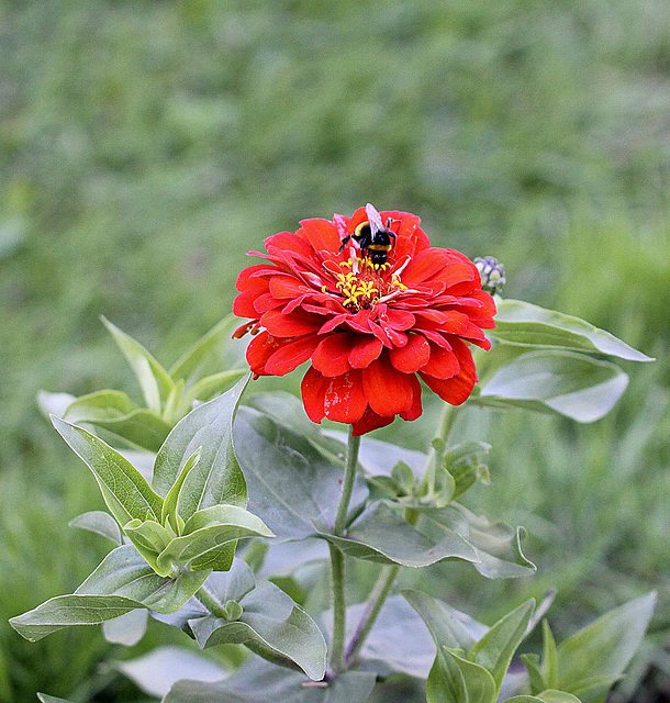 20100616 5665Mw [D~BI] Dalie, Hummel, Botanischer Garten, Blelefeld