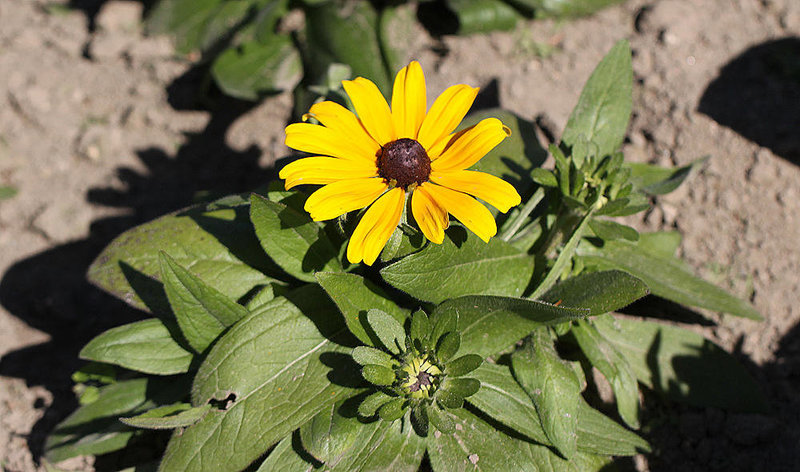 20100616 5666Mw [D~BI] Rauer Sonnenhut (Rudbeckia hirta), Botanischer Garten, Bielefeld