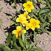 20100616 5668Mw [D~BI] Trompetenzungen (Salpiglossis agg), Botanischer Garten, Bielefeld