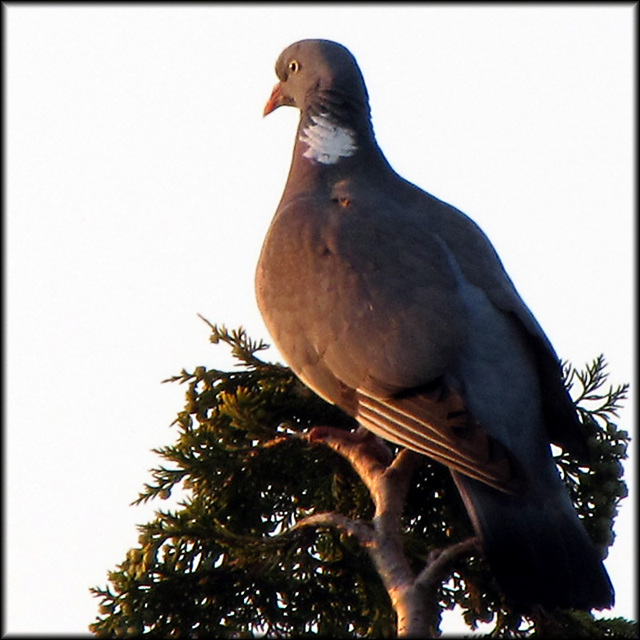 IMG 1074 Platz in der Abendsonne