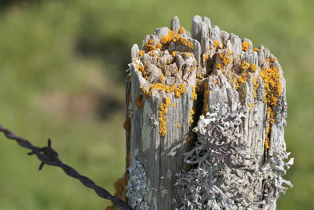 Lichen