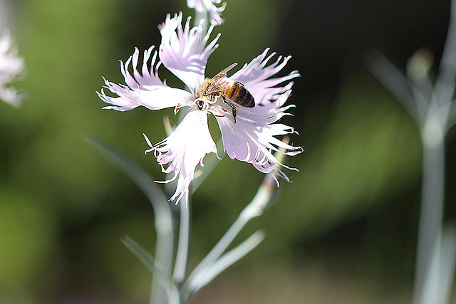 20100616 5874Mw [D~BI] Sand-Nelke (Dianthus arenarius f. nanus ‚Little Maiden‘), Honigbiene, Botanischer Garten, Bielefeld