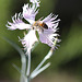 20100616 5874Mw [D~BI] Sand-Nelke (Dianthus arenarius f. nanus ‚Little Maiden‘), Honigbiene, Botanischer Garten, Bielefeld