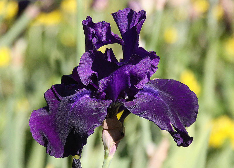 20100616 5894Aw [D~BI] Schwertlilie (Iris agg), Botanischer Garten, Bielefeld
