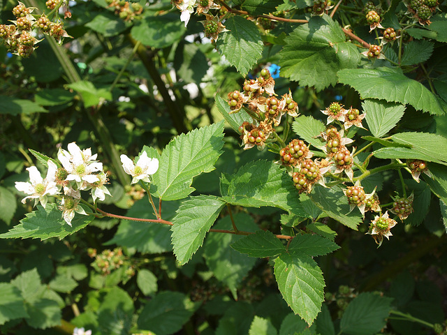 Brombeeren