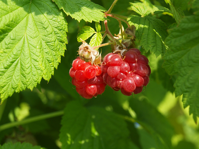 Himbeeren