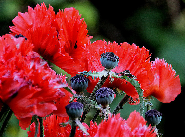 20100616 5907Aw [D~BI] Mohn, Botanischer Garten, Bielefeld