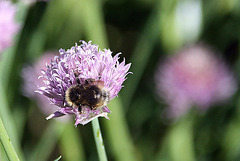 20100616 5908Aw [D~BI] Schnittlauch, Hummel, Botanischer Garten, Bielefeld