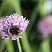 20100616 5908Aw [D~BI] Schnittlauch, Hummel, Botanischer Garten, Bielefeld