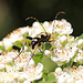 20100616 5607Mw [D~LIP] Gefleckter Schmalbock (Strangalia maculata), Bad Salzufeln