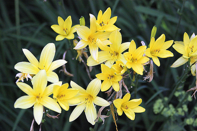 20100616 5909Aw [D~BI] Blume, Botanischer Garten, Bielefeld