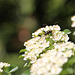 20100616 5608Mw [D~LIP] Gefleckter Schmalbock (Strangalia maculata), Bad Salzufeln