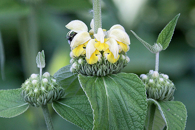 20100616 5911Aw [D~BI] Blume, Botanischer Garten, Bielefeld