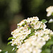 20100616 5640Mw [D~LIP] Gefleckter Schmalbock (Strangalia maculata), Bad Salzufeln