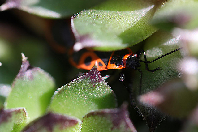 20100501 2682Mw [D~LIP] Feuerwanze (Pyrrhocoris apterus), Bad Salzuflen