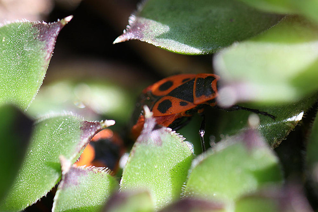 20100501 2683Mw [D~LIP] Feuerwanze (Pyrrhocoris apterus), Bad Salzuflen