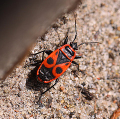 20100501 2686Mw [D~LIP] Feuerwanze (Pyrrhocoris apterus), Bad Salzuflen