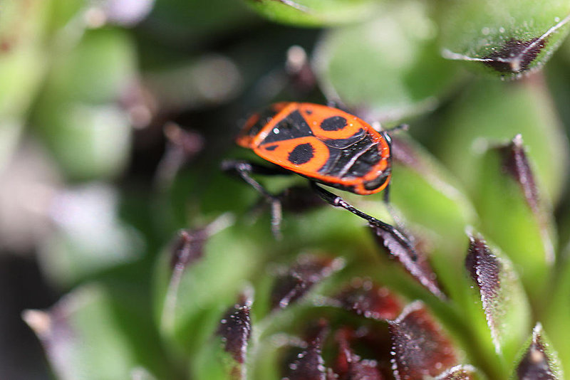 20100501 2691Mw [D~LIP] Feuerwanze (Pyrrhocoris apterus), Bad Salzuflen